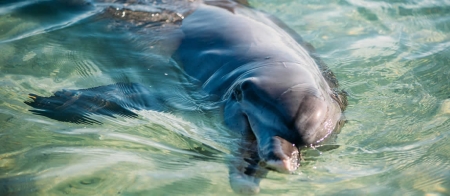 a bird swimming in water