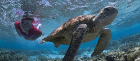 a turtle swimming under water