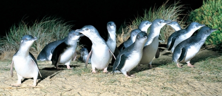 Penguins on Phillip Island