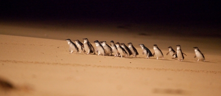 a flock of seagulls standing on a beach