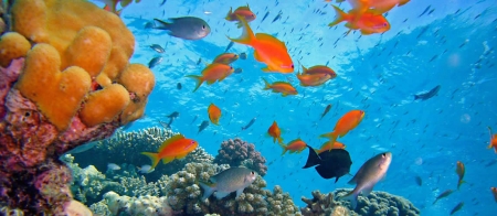 Diving on the reef