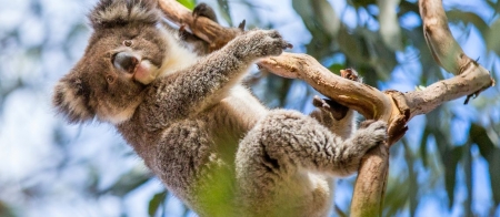 a koala bear on a branch